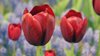 Flowershow