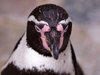 Humboldt Pinguin