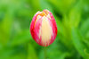 tulips from my garden