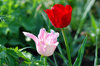 tulips from my garden