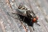 Fly