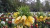 Flowershow