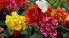 Flowershow