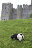 Goat by a castle