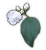 A flower