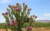 Thistles