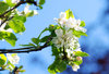 apple blossom