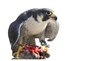 Hawk