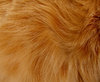 fine feline fur2