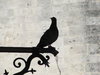 Pigeon drinking water.