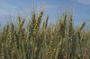 agriculture