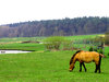A horse on the grass