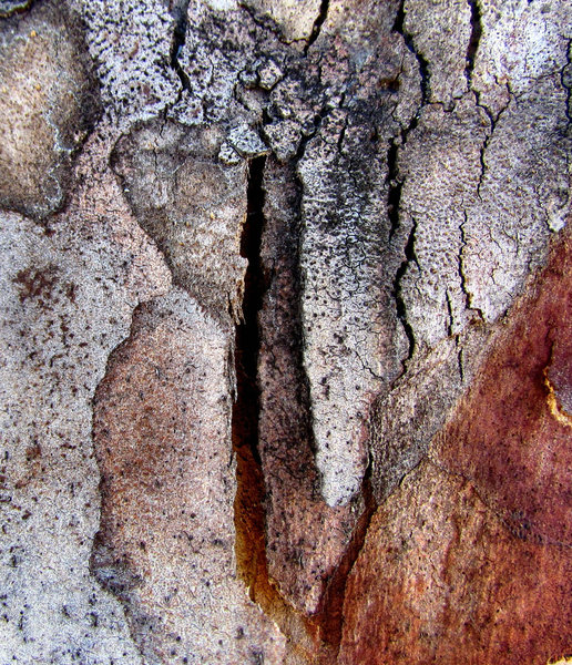 peeling bark textures10: texture and appearance variations of bark on self-shedding eucalypt tree