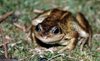 Toad 2
