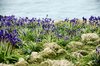 Bluebells and sea