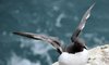 Guillemot 2