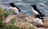 Razorbills 1