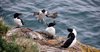 Razorbills 3