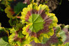 Colorful Leaves