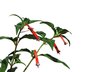 firecracker plant