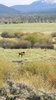 Moose