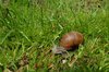 Edible snail in grass