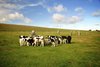 Stoned Cows