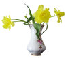 Yellow tulips