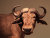 Ox