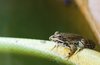 the frog