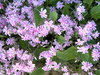 Purple Flowers