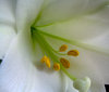 Emerge