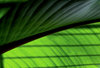Big Huge Leaf