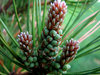 Pine Cone
