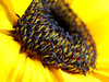 Sunflower Macro