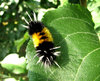 Caterpiller