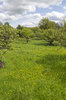 Apple orchard and buttercups