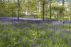 Woodland flowers in spring