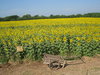 Sunflowers in Saraburi 1
