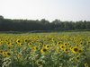 Sunflowers in Thailand 2