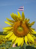 Sunflowers in Saraburi 5