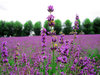 Lavender 1