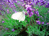 Lavender 3