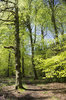 Fresh trees in spring