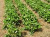 organic strawberry blossoms 2