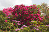 Rhododendron flowers