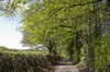 Rural lane in spring