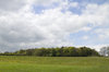 Green fields and forest