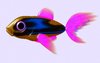 A Little Fish 2