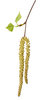 A twig with some seeds